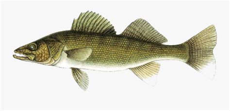 Walleye , Free Transparent Clipart - ClipartKey