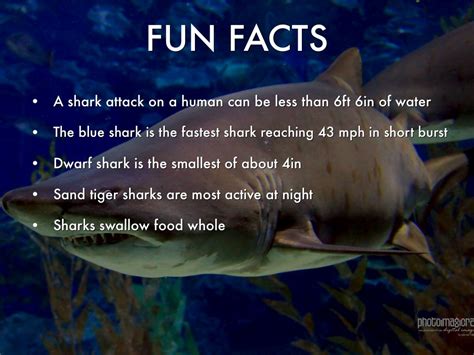 interesting facts about great white sharks