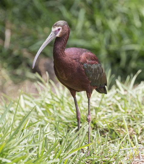 Pictures and information on White-faced Ibis