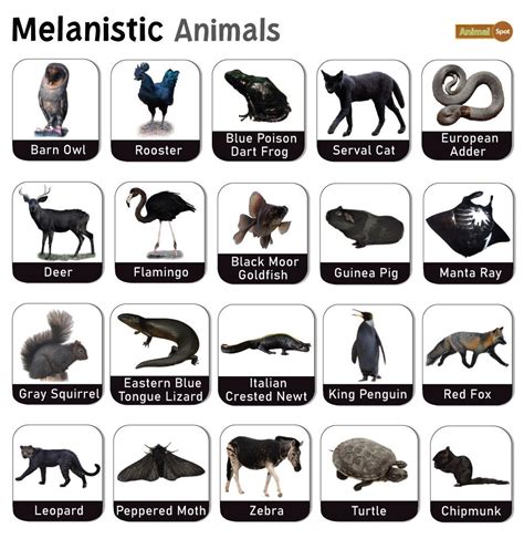 Melanistic Animals – Facts, List, Pictures