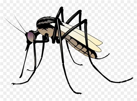 Mosquito clipart. Free download transparent .PNG Clipart Library - Clip ...