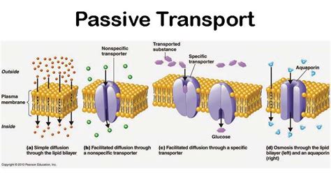 Passive and Active Transport Study Guide | Inspirit