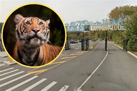 The Easy Way to Visit the Bronx Zoo for Free in 2023