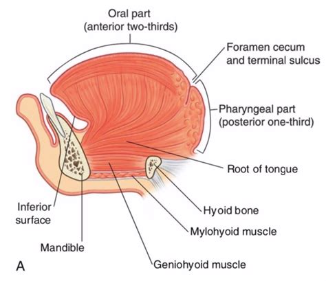 The Wonders of the Tongue — Its Muscles with Motor and Sensory Nerve ...