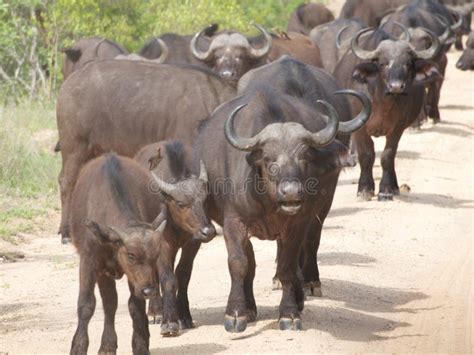 Herd of African Buffalo stock photo. Image of african - 52860462