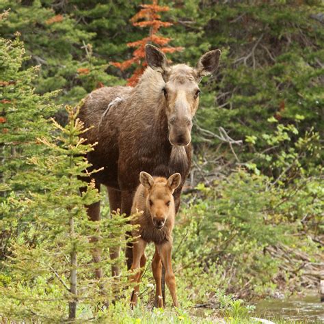 Wildlife in Glacier National Park: Safety Tips and Hot Spots | Moon ...