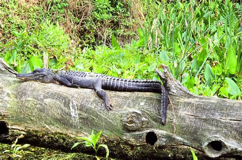 One Day in America: Wakulla Springs State Park: Home of The Creature ...