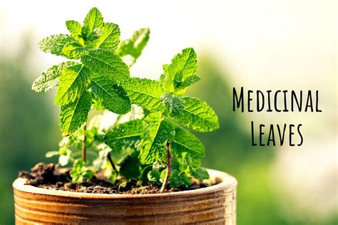 Herbal Leaves: Do Not Miss Out Any Of These Medicinal Leaves!