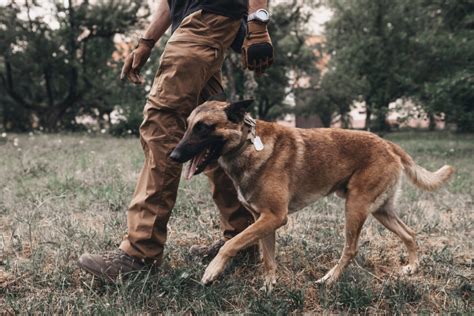 Belgian Malinois Training: 7 Methods For Successful Training