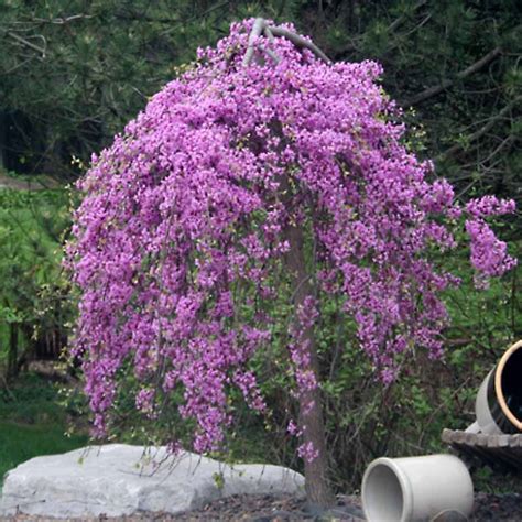 Cercis Canadensis "Covey" - Lavender Twist Weeping Redbud - Tidewater Trees