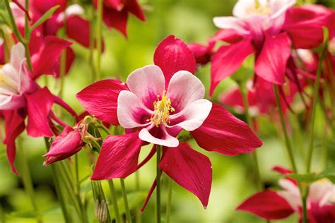 Summer Flowers: Columbine - Learn About Nature