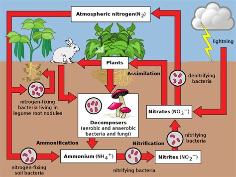 Riding the Nitrogen Cycle to Increased Yields and Less Costs | ANDAMAN AG