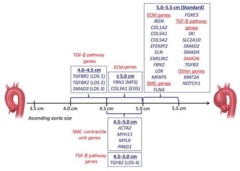 Aortic Aneurysm Size Chart