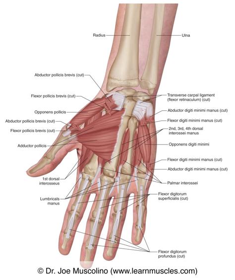 Muscles of the Anterior Hand - Deep View - Learn Muscles