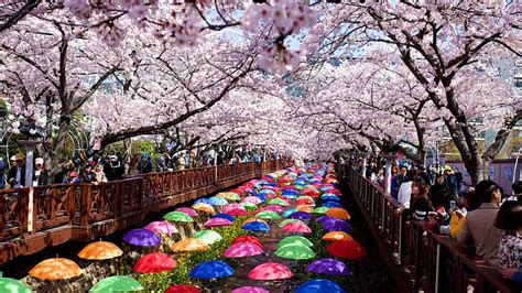 Top 6 Places for Cherry Blossom in Korea, spring south korea HD ...