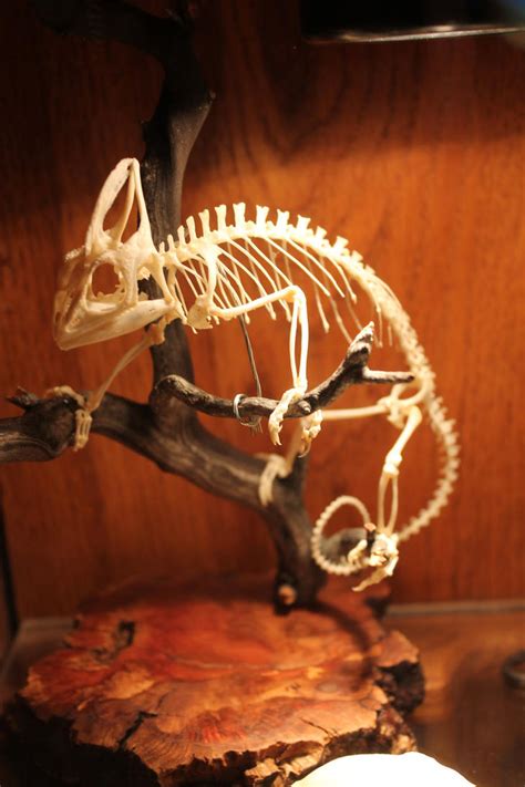 Articulated Veiled Chameleon Skeleton by BluesCuriosities on DeviantArt