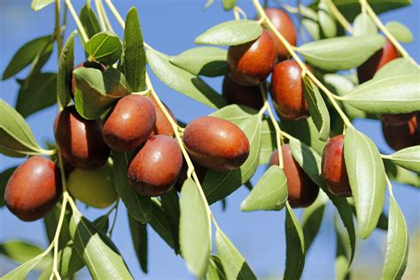 Jujube | Description, Tree, Fruit, & Species | Britannica