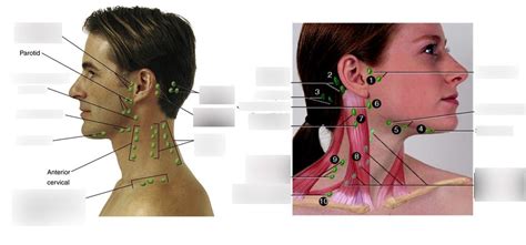 Lymph Nodes of the Head and Neck Diagram | Quizlet