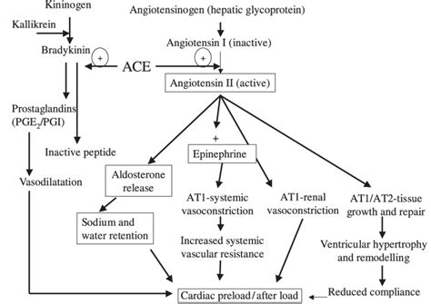 Schematic representation of the role of angiotensin-converting enzyme ...