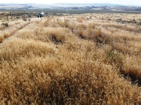 Publication Alert: Annual Invasive Grasses Spreading Through Great ...