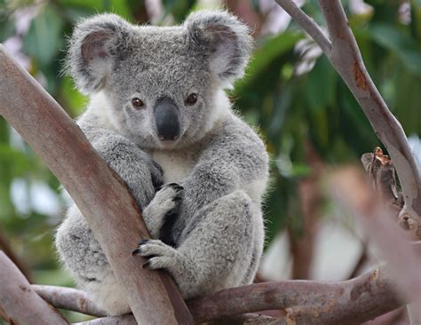 Koalas - Queensland Conservation Council