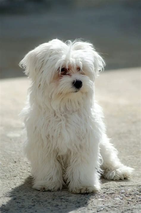 The Best Non-Shedding Small Dogs! - 10 Hypoallergenic Dog Breeds