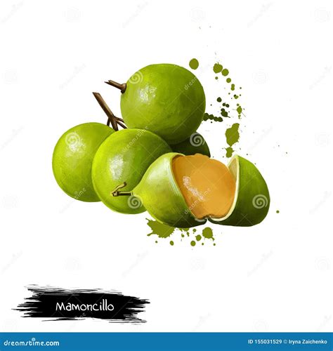 Mamoncillo Delicious Tropical Fruit Stock Illustration - Illustration ...