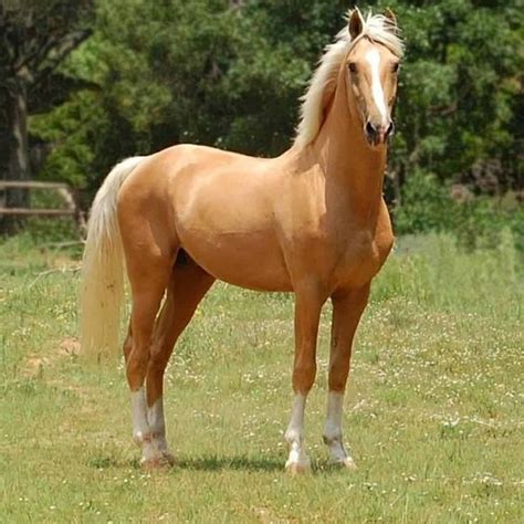 Palomino Horses: Beautiful and Fascinating Creatures