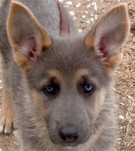 Blue powder German shepherds for sale