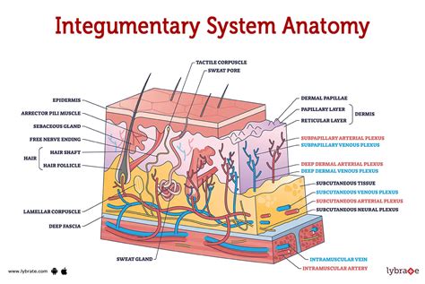 Integumentary System (Human Anatomy): Image, Functions, Diseases and ...