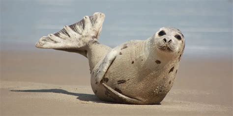 Harp Seal | The Animal Facts | Appearance, Diet, Habitat, Behavior