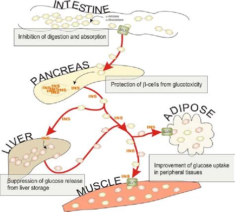 Carbohydrate Metabolism | Semantic Scholar