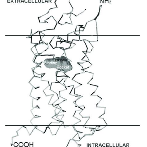 | Cysteinyl leukotriene synthesis pathway. Leukotriene biosynthesis ...