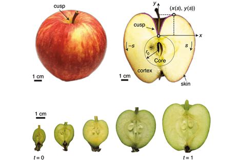 Physicists get under the skin of apple growth – Physics World