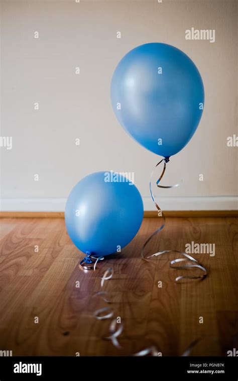 Blue pearl balloons filled with helium gas and floating just above the ...