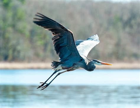 Look at 40 stunning images of the graceful and majestic Cocoi Heron