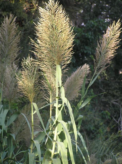 Arundo donax - Florida Natural Areas Inventory