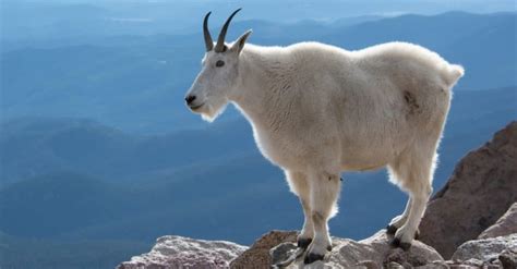 What Do Mountain Goats Eat? Their Diet Explained. - IMP WORLD