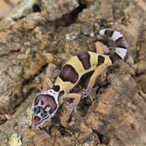 Leopard Gecko - Hatchlings | Evolution Reptiles