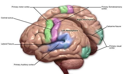 Primary somatosensory cortex - Wikipedia