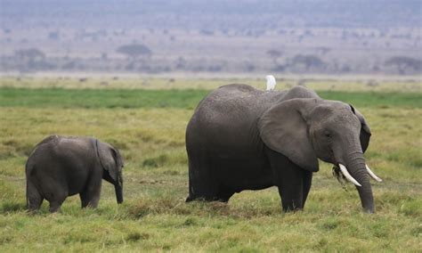 Exploring the Unique Elephants of Amboseli National Park | Kenya Safaris