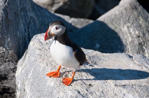 Machias Seal Island with Sea Watch Tours | Photo by Ariane C… | Flickr