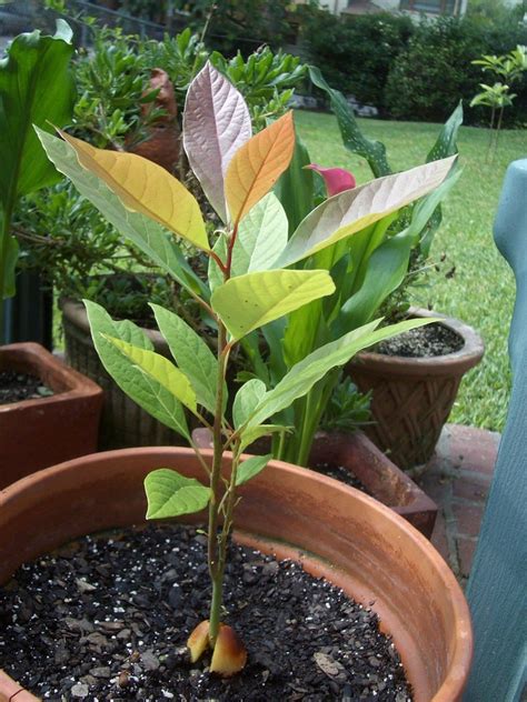 Avocado Growing Indoors - How To Grow An Avocado In A Pot