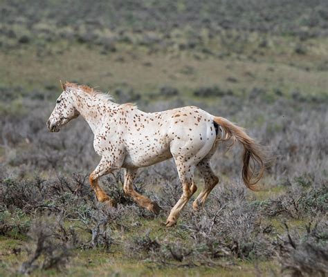 Leopard Appaloosa Stallion