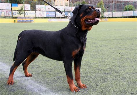 How to Make a Rottweiler a Guard Dog