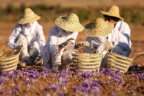 HOW TO GROW THE SAFFRON CROCUS - Crocus sativus |The Garden of Eaden