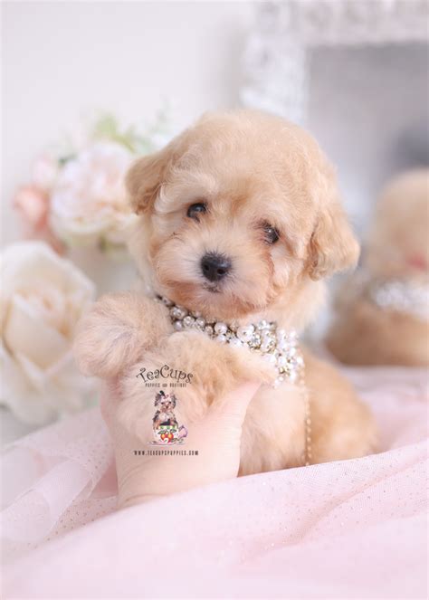 Apricot Poodle Puppies | Teacup Puppies & Boutique