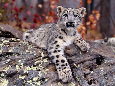 Snow Leopard Cubs Wallpaper