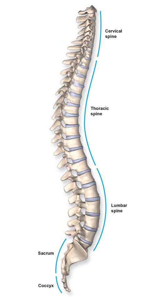 Thoracic Region Anatomy