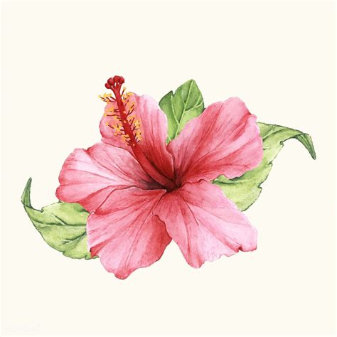 puerto rico flower drawing - Augustine Childs